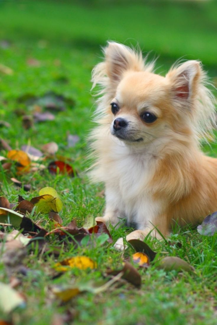 Long haired chihuahua.
