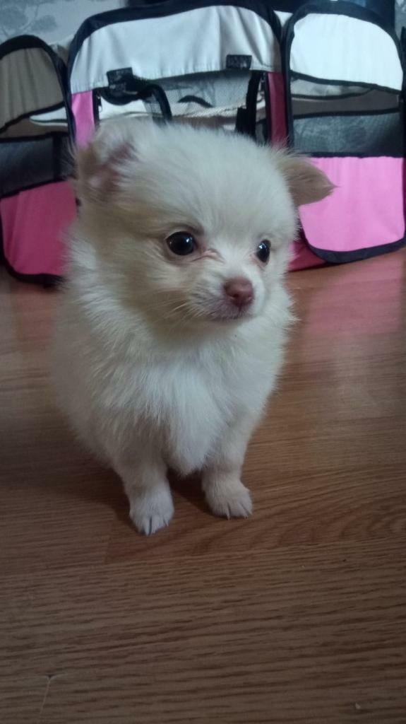 A tiny pomchi puppy.